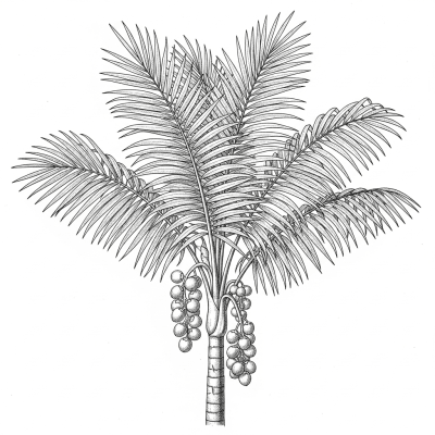 Botanical illustration of a whole Areca Palm
