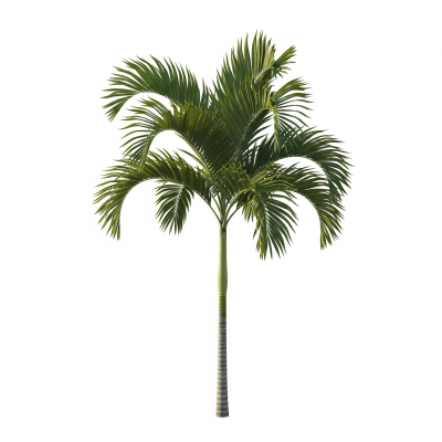 High quality studio photograph of a single Areca Palm