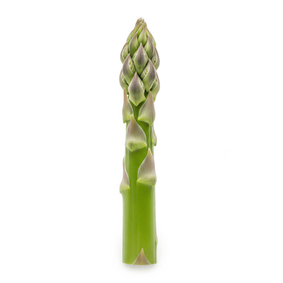 High resolution studio photograph of a single Asparagus
