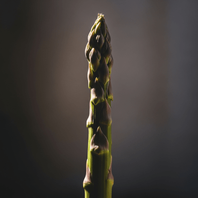 Editorial-style hero shot of a single Asparagus from the taxonomy vegetables.