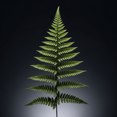 Maidenhair Spleenwort