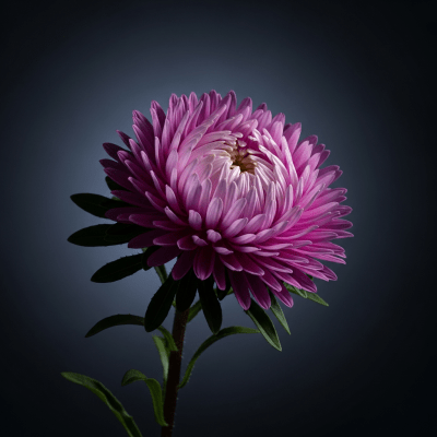 Editorial-style hero shot of a Aster from the taxonomy flowers.