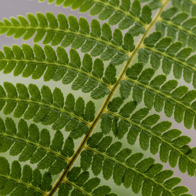 Detailed macro image of the fronds and leaflets of a Athyriaceae (family), focusing on texture, venation, and sori (spore cases) if visible