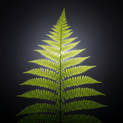 Editorial-style image of a Athyrium filix-femina, of the taxonomy ferns, arranged heroically with dramatic lighting and shallow depth of field to emphasize its form and beauty.