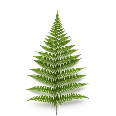High quality, studio-style photograph of a single Athyrium filix-femina