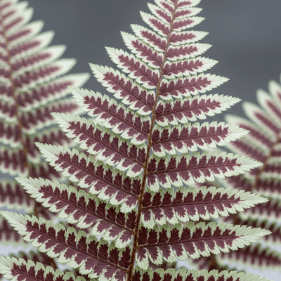 Detailed macro image of the fronds and leaflets of a Athyrium niponicum, focusing on texture, venation, and sori (spore cases) if visible