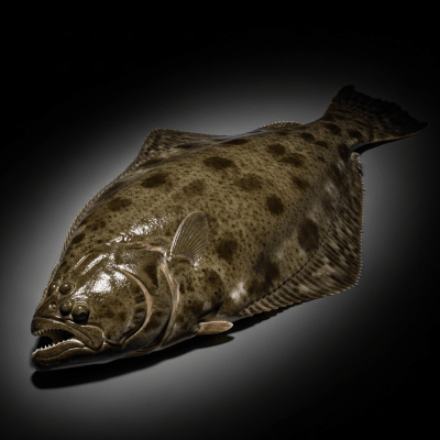 Atlantic Halibut