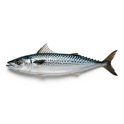 High-resolution studio photograph of a single Atlantic Mackerel, belonging to the taxonomy fish
