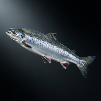 A striking, editorial-style image of a single Atlantic Salmon, from the taxonomy fish.