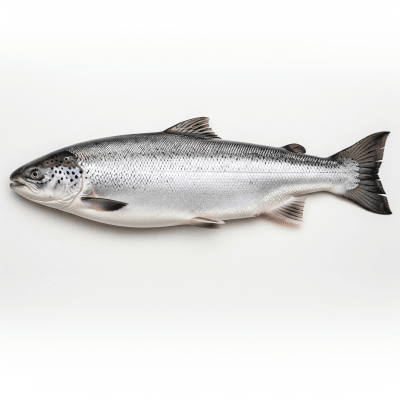 High-resolution studio photograph of a single Atlantic Salmon, belonging to the taxonomy fish