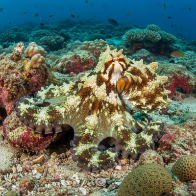 Illustration of a Atlantic White-Spotted Octopus displaying camouflage behavior within its environment, blending into rocks, sand, or coral
