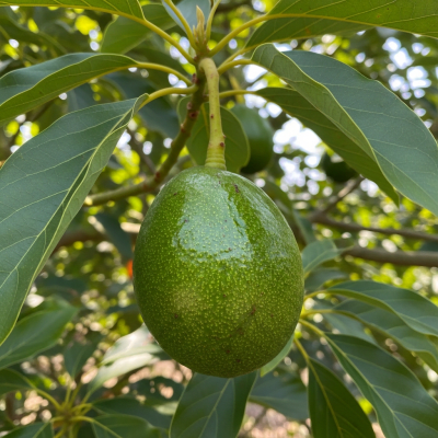 A photograph of a fresh Avocado from the fruits taxonomy as it appears in its natural growing environment, such as on a tree, bush, or vine