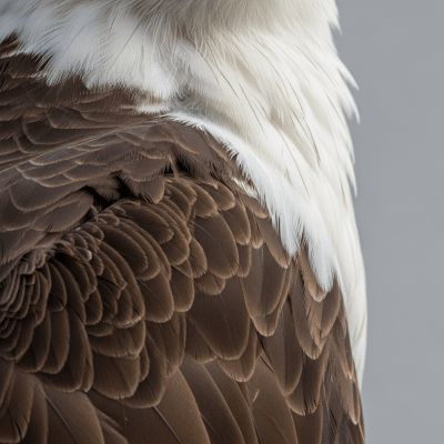 Close-up macro photograph of the feathers or distinctive markings of a Bald Eagle