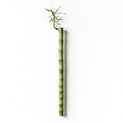 High quality photograph of a single Bamboo