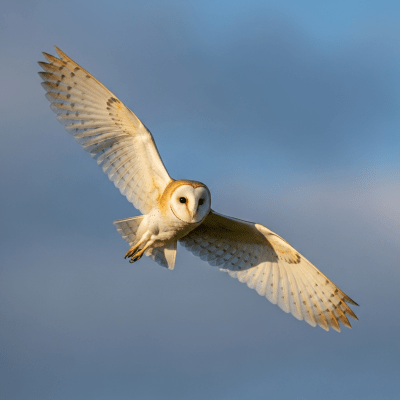 Action shot of a Barn Owl (birds) in flight