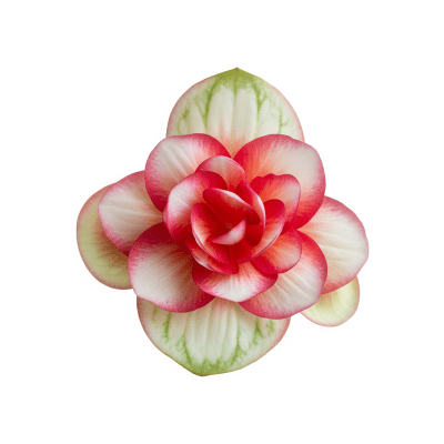 High quality studio photograph of a single Begonia