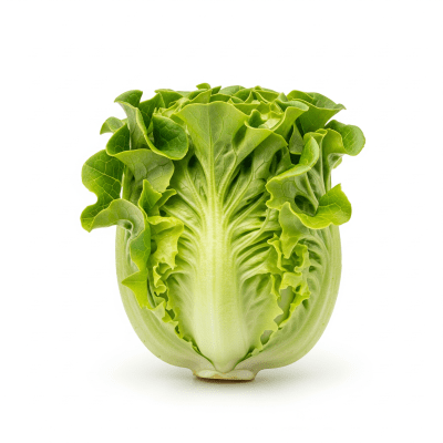 High resolution photograph of a single Bibb Lettuce