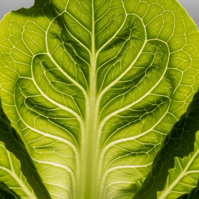 Macro shot capturing the texture and surface details of a leaf from Bibb Lettuce, within taxonomy lettuce