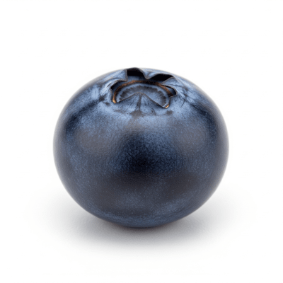 High quality studio photograph of a single Bilberry, classified under the taxonomy berries
