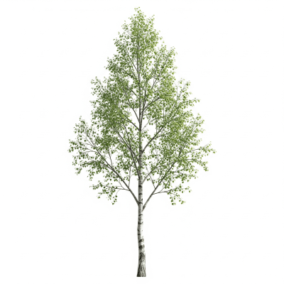 High quality photograph of a single Birch