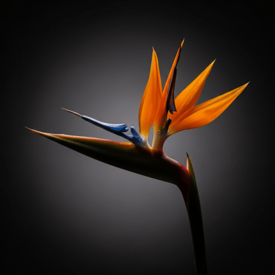Bird of Paradise