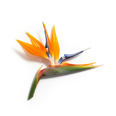 High quality studio photograph of a single Bird of Paradise