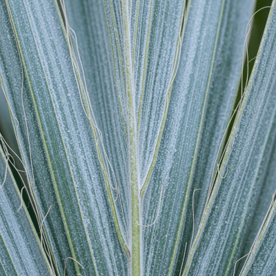 Close-up macro image of the leaf or fruit of a Bismarck Palm