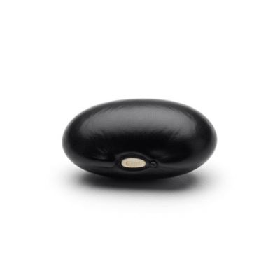 High quality studio photograph of a single Black Bean