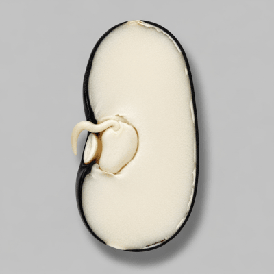 A cross-sectional view of a single Black Bean (beans), sliced cleanly to reveal its internal structure and composition