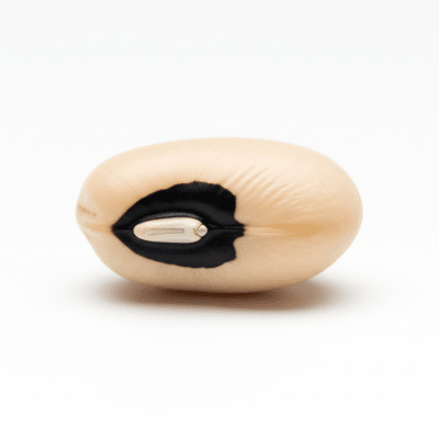 High resolution studio photograph of a single Black-eyed Pea