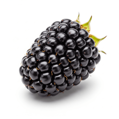 High quality studio photograph of a single Blackberry from the fruits taxonomy