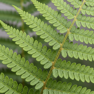 Detailed macro image of the fronds and leaflets of a Blechnum spicant, focusing on texture, venation, and sori (spore cases) if visible