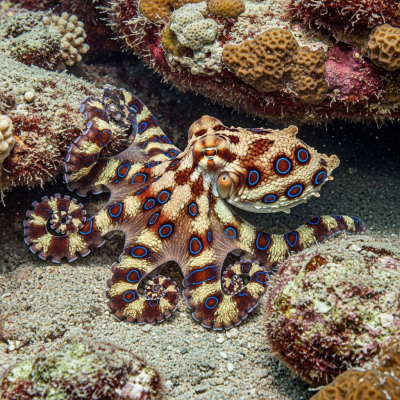 Illustration of a Blue-Ringed Octopus displaying camouflage behavior within its environment, blending into rocks, sand, or coral