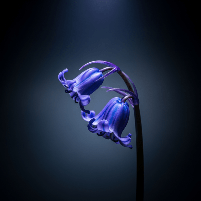 Editorial-style hero shot of a Bluebell from the taxonomy flowers.