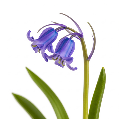 High quality studio photograph of a single Bluebell