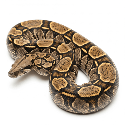 High quality studio photograph of a Common Boa Constrictor, belonging to the taxonomy reptiles