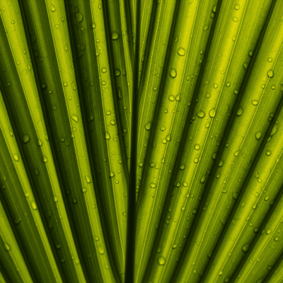 Close-up macro image of the leaf or fruit of a Bottle Palm