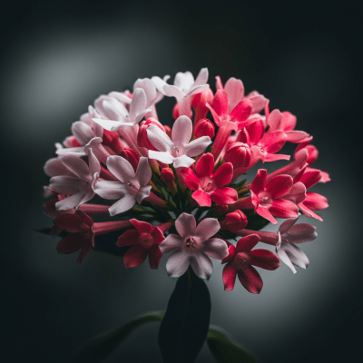 Editorial-style hero shot of a Bouvardia from the taxonomy flowers.