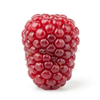 High quality studio photograph of a single Boysenberry, classified under the taxonomy berries