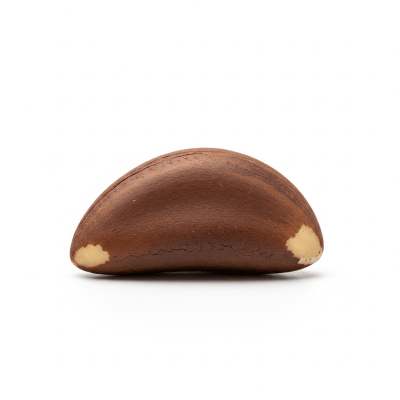 High quality studio photograph of a single Brazil nut