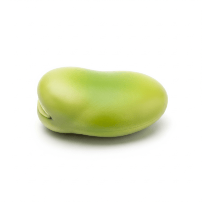 High quality studio photograph of a single Broad Bean