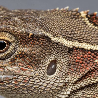 Macro close-up image of the skin texture and scale pattern of a Brown Anole, part of the taxonomy lizards