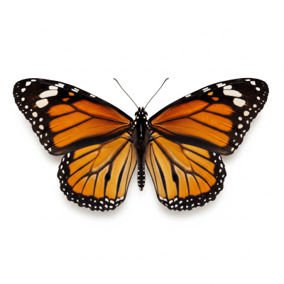 High quality studio photograph of a single Butterfly, belonging to the taxonomy insects