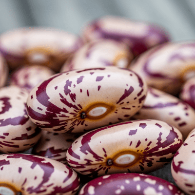 A close-up macro shot of Calico Bean (beans) showing its texture, surface details, and natural colors