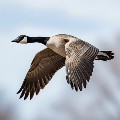 Action shot of a Canada Goose (birds) in flight