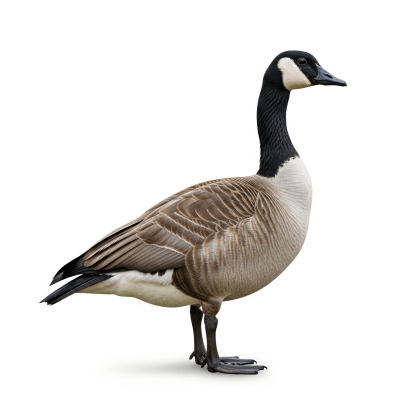High quality studio photograph of a single Canada Goose
