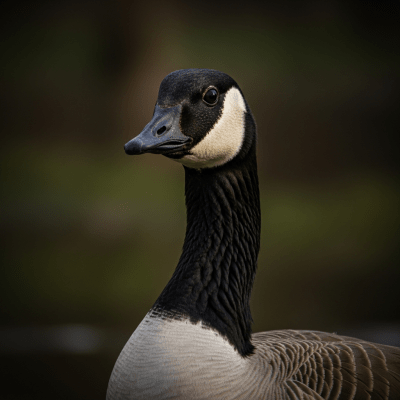 Canada Goose