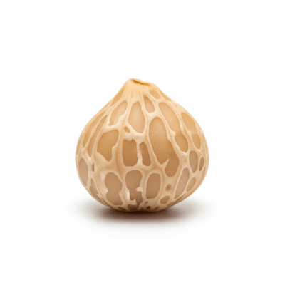 High quality studio photograph of a single Candlenut