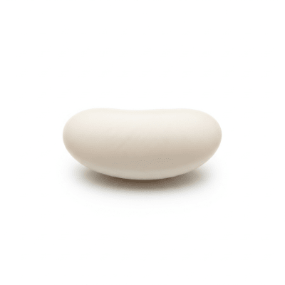 High quality studio photograph of a single Cannellini Bean