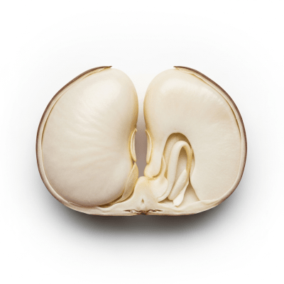 A cross-sectional view of a single Cannellini Bean (beans), sliced cleanly to reveal its internal structure and composition
